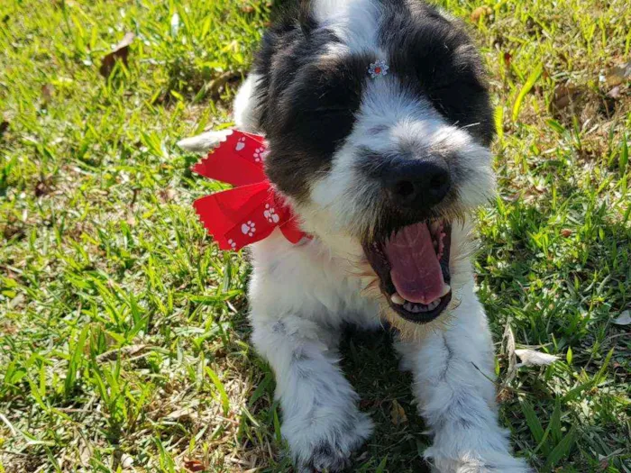 Cachorro ra a Srd  idade 1 ano nome TIFANY