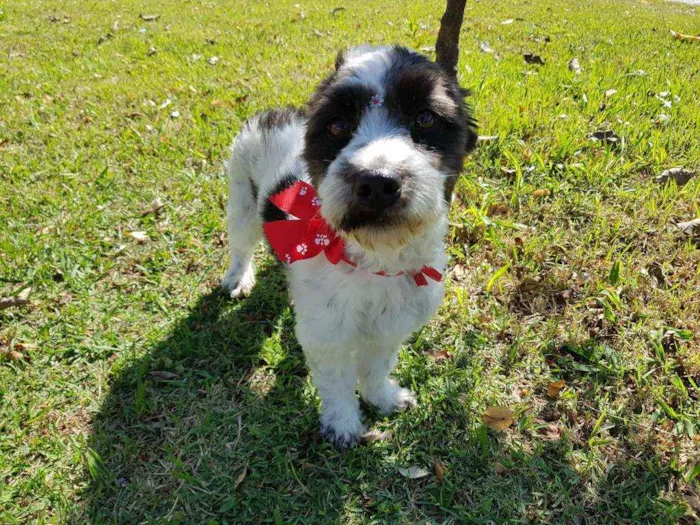 Cachorro ra a Srd  idade 1 ano nome TIFANY
