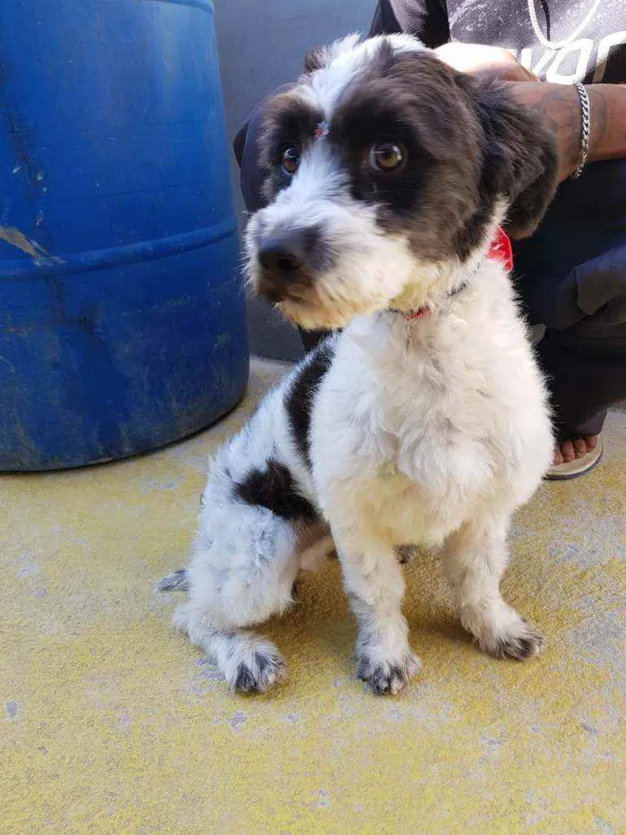 Cachorro ra a Srd  idade 1 ano nome TIFANY