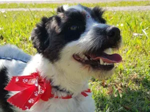 Cachorro raça Srd  idade 1 ano nome TIFANY