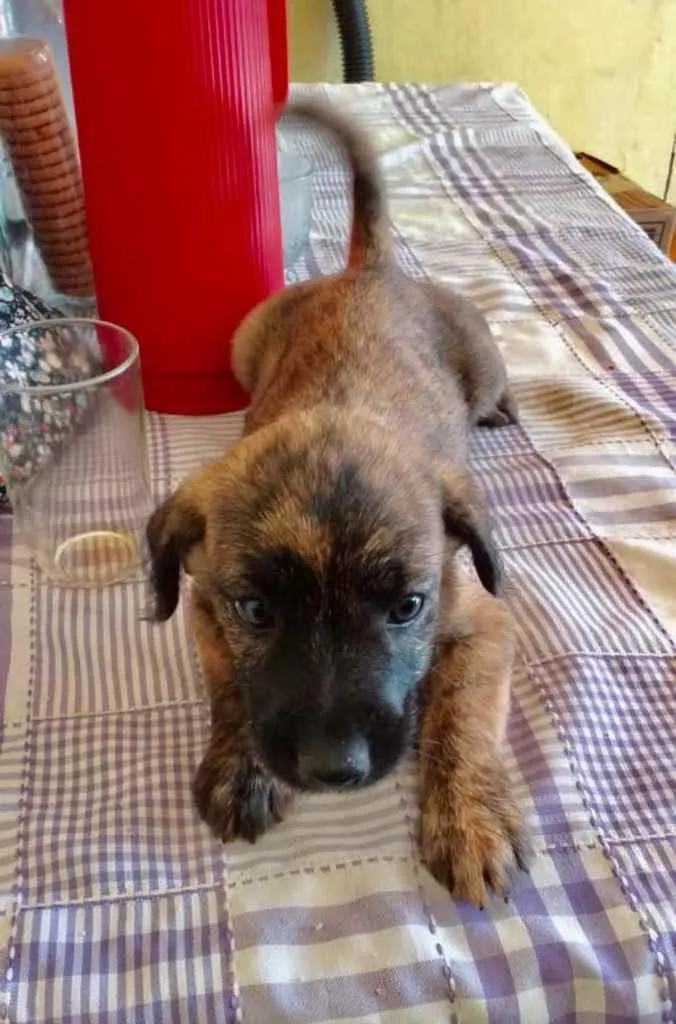 Cachorro ra a SRD idade 2 a 6 meses nome Estrela 