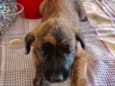 Estrela 