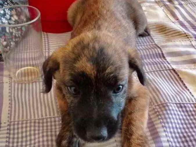Cachorro ra a SRD idade 2 a 6 meses nome Estrela 