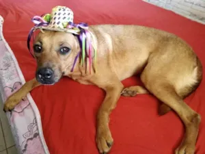 Cachorro raça SRD idade 3 anos nome Bebel 