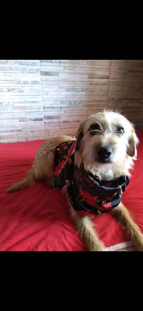 Cachorro ra a Mestiça  idade 3 anos nome Charmosa 