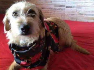 Cachorro raça Mestiça  idade 3 anos nome Charmosa 