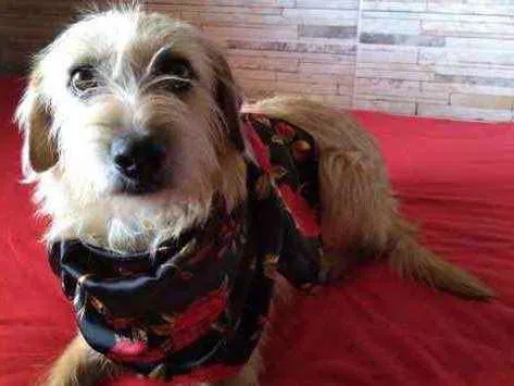 Cachorro ra a Mestiça  idade 3 anos nome Charmosa 