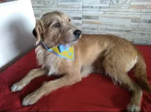 Cachorro raça Mestiço  idade 3 anos nome Mike 