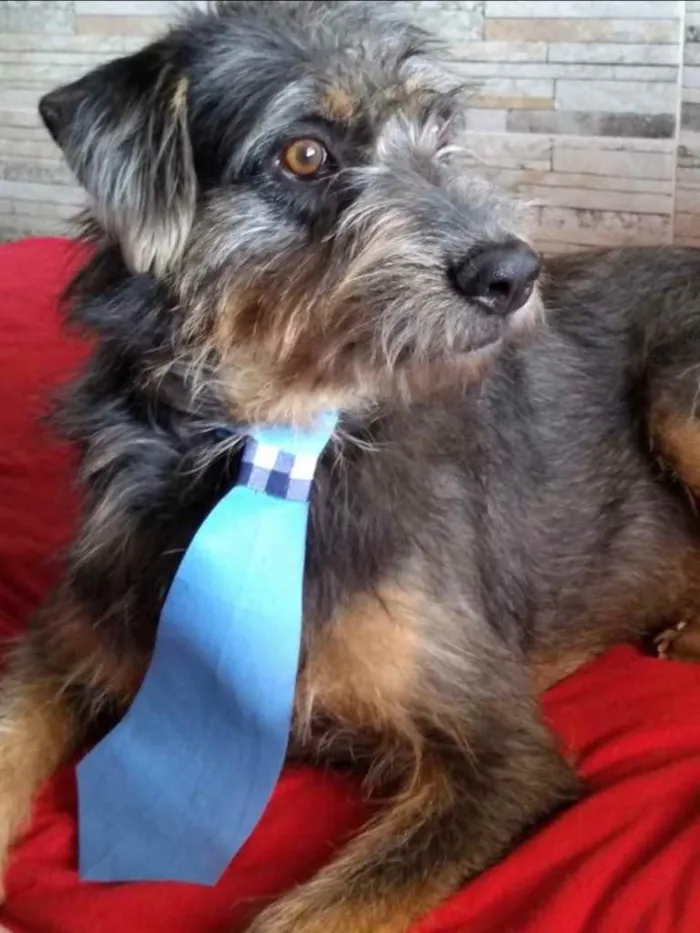 Cachorro ra a Mestiço  idade 3 anos nome Boris 