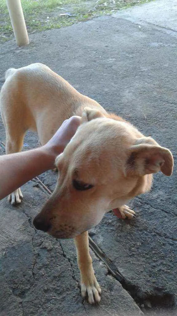 Cachorro ra a Vira lata idade 7 a 11 meses nome Zoe