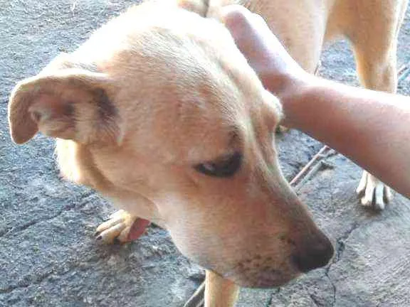 Cachorro ra a Vira lata idade 7 a 11 meses nome Zoe