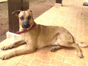 Cachorro raça SRD idade 1 ano nome “Meninão” 