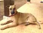Cachorro raça SRD idade 1 ano nome “Meninão” 
