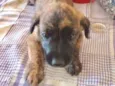 Estrela 