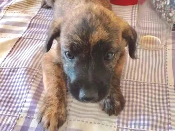 Cachorro ra a SRD idade 2 a 6 meses nome Estrela 