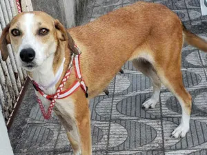 Cachorro raça SRD idade 2 anos nome Vicky