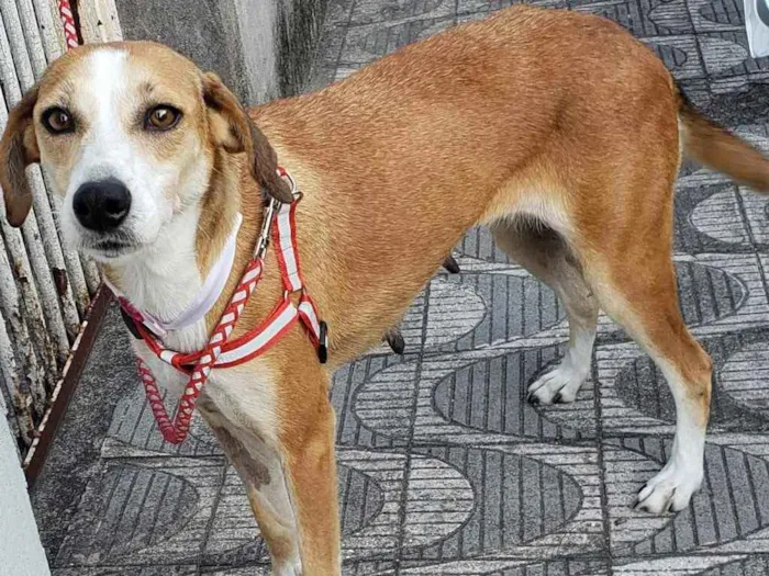 Cachorro ra a SRD idade 2 anos nome Vicky