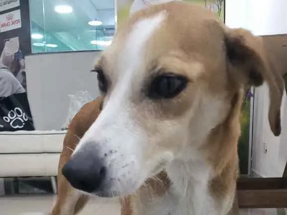 Cachorro ra a SRD idade 2 anos nome Vicky