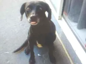 Cachorro raça  idade 2 anos nome Neguinha