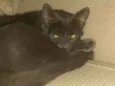 TOM