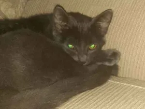 Gato raça KORAT idade 7 a 11 meses nome TOM