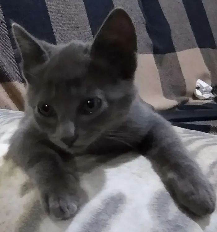 Gato raça KORAT idade 7 a 11 meses nome TOM