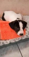 Kiara