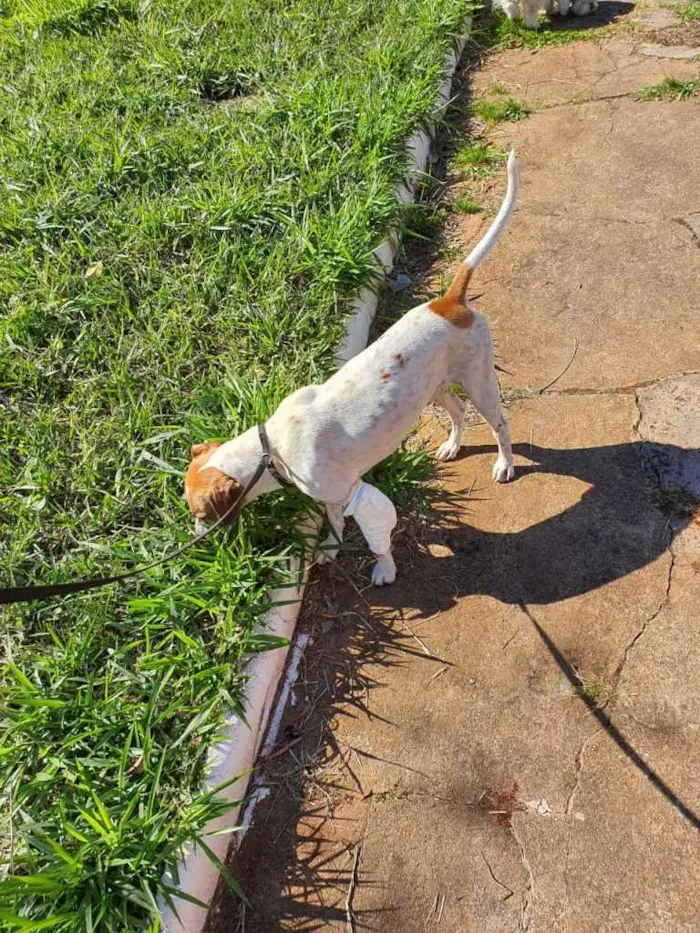 Cachorro ra a Srd idade 7 a 11 meses nome Break