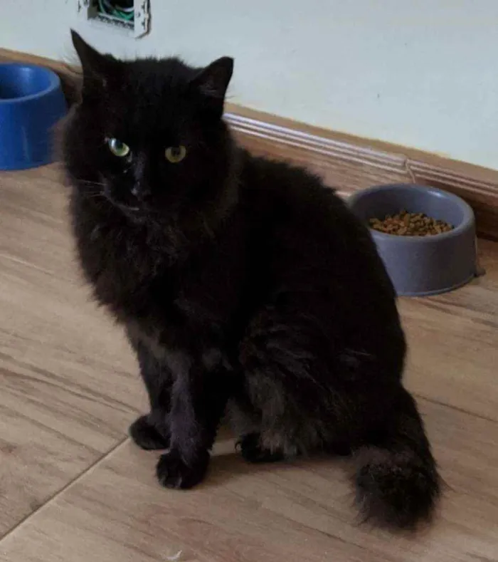 Gato ra a Srd idade 3 anos nome Café