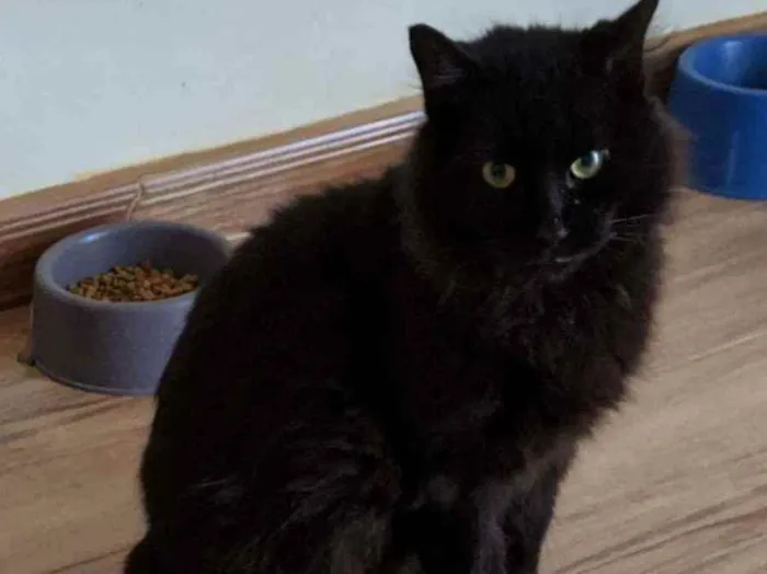 Gato ra a Srd idade 3 anos nome Café