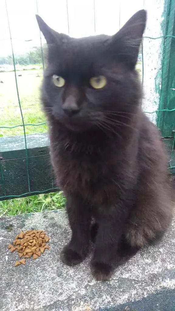 Gato ra a Srd idade 3 anos nome Café