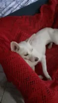 Branquinha linda