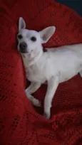 Branquinha linda