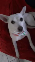 Branquinha linda
