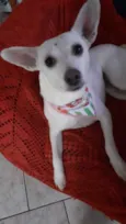 Branquinha linda