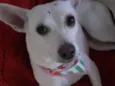 Branquinha linda