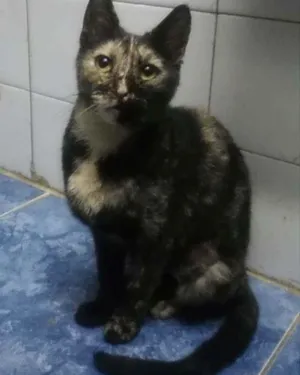 Gato raça SRD  idade 2 anos nome Alice