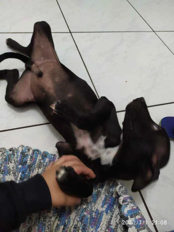 Cachorro ra a pit lata idade 2 a 6 meses nome bruce