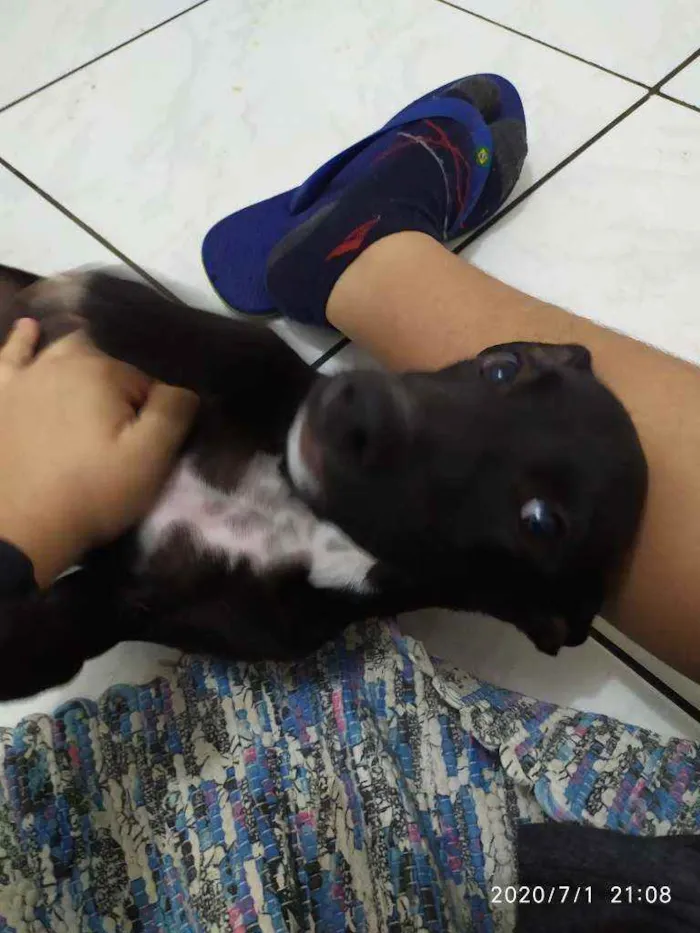 Cachorro ra a pit lata idade 2 a 6 meses nome bruce