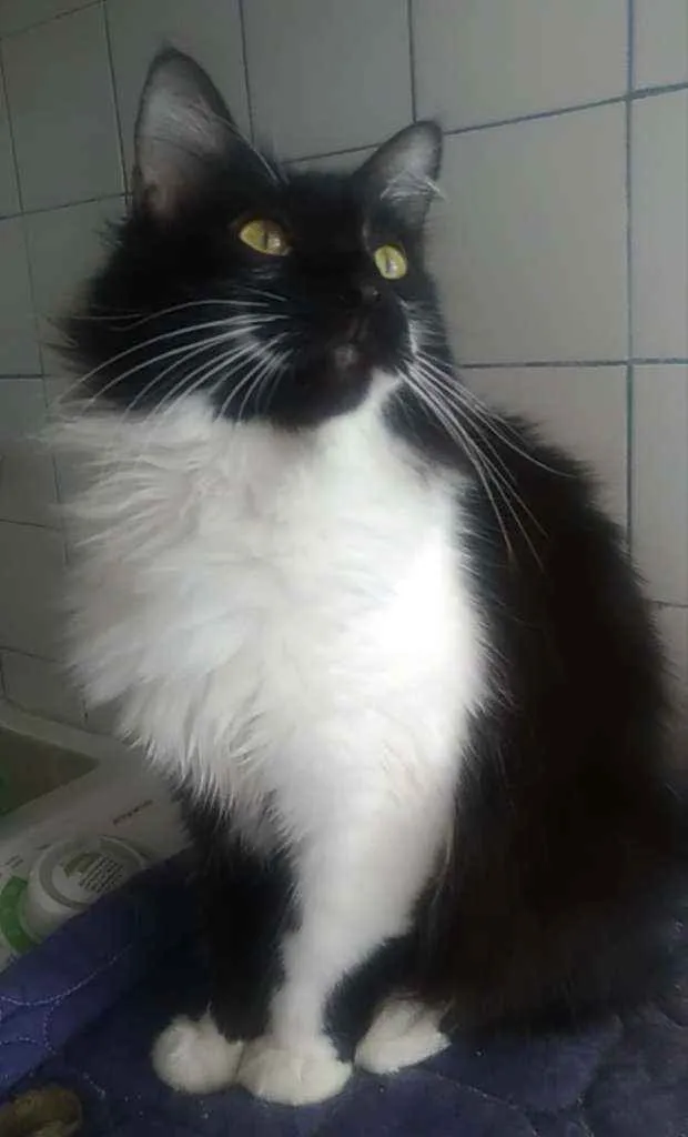 Gato ra a SRD  idade 1 ano nome Jamile