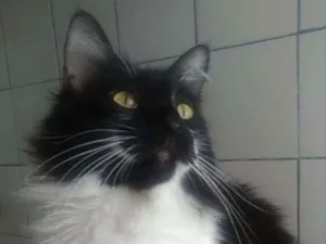 Gato raça SRD  idade 1 ano nome Jamile