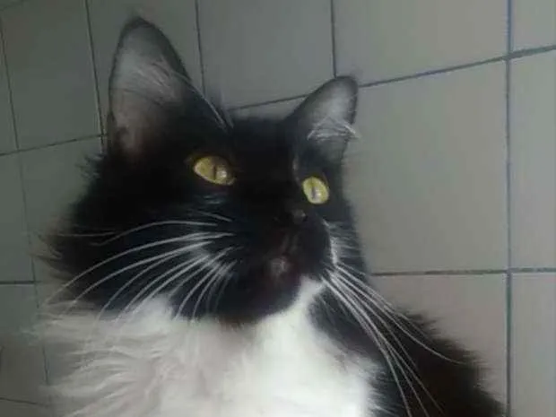 Gato ra a SRD  idade 1 ano nome Jamile