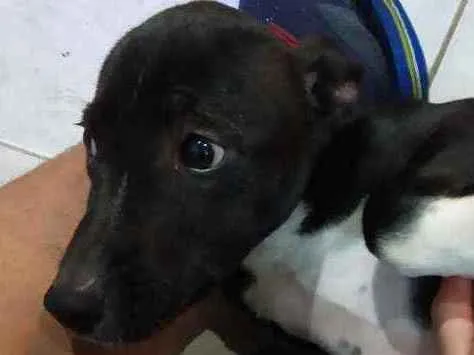 Cachorro ra a pit lata idade 2 a 6 meses nome bruce