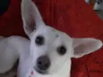 Branquinha linda