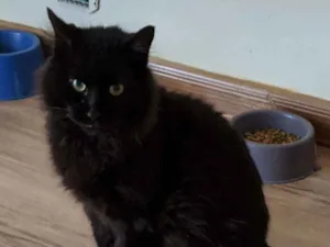 Gato raça Srd idade 3 anos nome Café