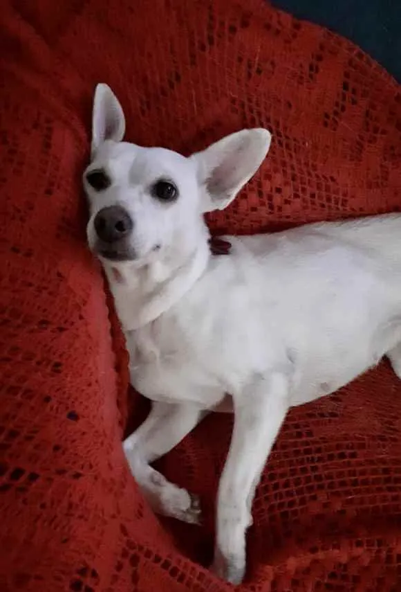 Cachorro ra a Srd idade 7 a 11 meses nome Branquinha linda 
