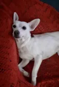 Branquinha linda