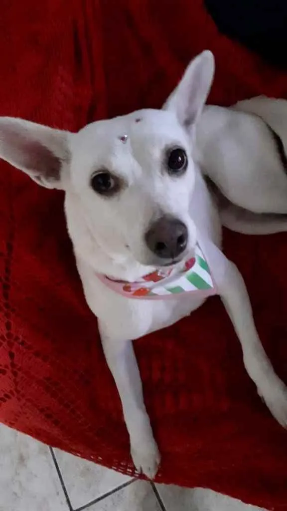 Cachorro ra a Srd idade 7 a 11 meses nome Branquinha linda 