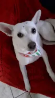 Branquinha linda