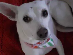 Cachorro raça Srd idade 7 a 11 meses nome Branquinha linda 